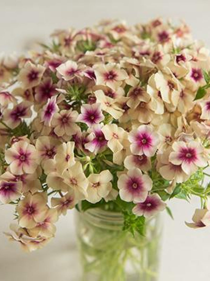 50 seeds Phlox ÔCherry CaramelÕ / Phlox drummondii / Annual / Cottage Garden Scented Flower / Cut Flower Garden flower seeds