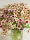 50 seeds Phlox ÔCherry CaramelÕ / Phlox drummondii / Annual / Cottage Garden Scented Flower / Cut Flower Garden flower seeds