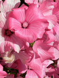 30+ Rose Lavatera Flower Seeds - Annual Mellow / Malva trimestris / Royal mallow / Regal mallow Tree mallow / Hibiscus like Hollyhock Cousin flower seeds