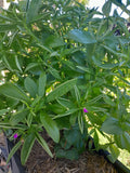 Waterleaf seeds, 25/50 pack Talinum fruticosum. Ceylon spinach, Suriname purslane, sweetheart, GrassŽ grand pourpier, Amazon spinach greens seeds bulk