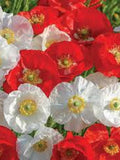 Canada Seed Mix 500 Seeds Poppy seeds bulk