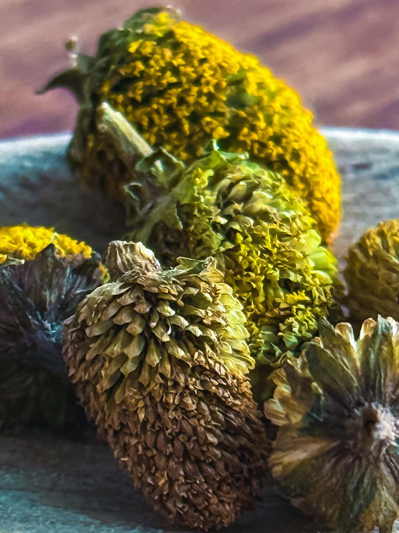 Premium Buzz Buttons Ð Spilanthes Acmella | Dried Paracress Flowers | Gourmet Mixology Grade | Edible Herbal Flower | Madagascar Grown flower spore