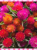 25+ Hot Fire GOMPHRENA Seeds - Strawberry Red / Hot Orange and Fuchsia Red Gomphrena Globosa / Hot Fireworks Mix / Fresh Cut Flower or Dried flower seeds