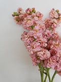 Katz Apricot Stock: Matthiola incana, Cut Flower Annual, 24-30" Tall (25 Seeds) flower spore