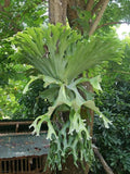 Blooms 1527 Platycerium Superbum Staghorn Fern 20 Seeds flower spore
