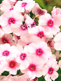 50+ PHLOX FLOWER SEEDS - Annual Phlox / Drummond Phlox / Pride of Texas / Texas Pride / Nectar source attracts Butterflies Phlox Flower Seed flower seeds