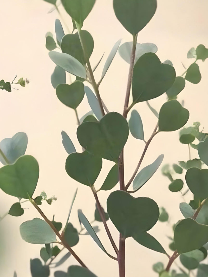 10 HEART LEAF EUCALYPTUS Seeds -Eucalyptus Websteriana Tree / Eucalyptus Plant / Ornamental Heart Leaved - Eucalyptus Heartleaf Tree Seeds seeds bulk