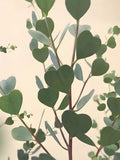 10 HEART LEAF EUCALYPTUS Seeds -Eucalyptus Websteriana Tree / Eucalyptus Plant / Ornamental Heart Leaved - Eucalyptus Heartleaf Tree Seeds seeds bulk