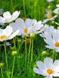 White Cosmos Flower Seeds Ð Purity Variety, Cottage Garden (30 Seeds) flower spore