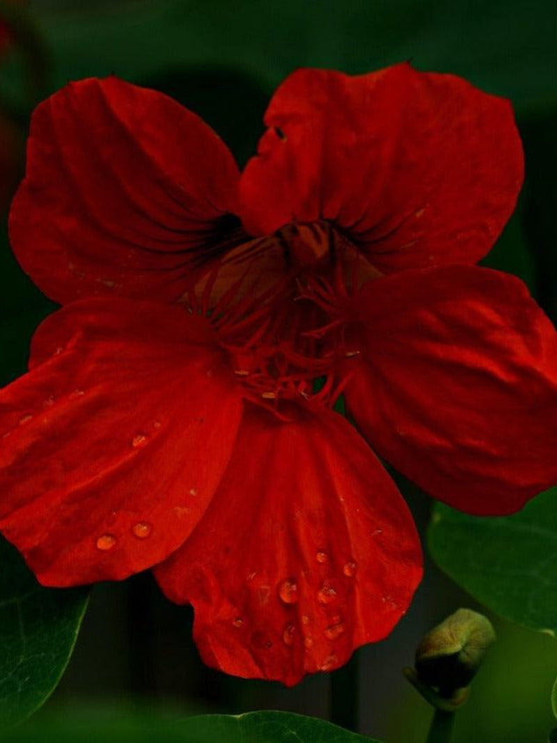 CHERRY ROSE JEWEL Nasturtium Tropaeolum minus, 10 Large Seeds flower spore