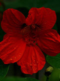 CHERRY ROSE JEWEL Nasturtium Tropaeolum minus, 10 Large Seeds flower spore