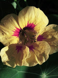 LADYBIRD CREAM PURPLE Nasturtium Tropaeolum minus, 10 Large Seeds flower spore
