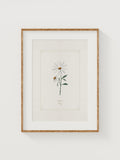 Daisy Watercolor Print: April Birth Month Flower GiclŽe Art birthday flower
