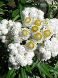 WINGED EVERLASTING Ammobium alatum Floral Dried Arrangements, 100 Seeds flower spore