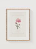 September Birth Flower Print: Peony Watercolor GiclŽe Art (8x10) birthday flower