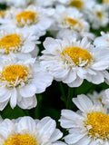 TETRA WHITE FEVERFEW Double Flowers Perennial Tanacetum Parthenium, 50 Seeds flower spore