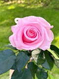 10 Pink Preserved Roses: Long Stem Ecuadorian Forever Roses FLOWER DELIVERY