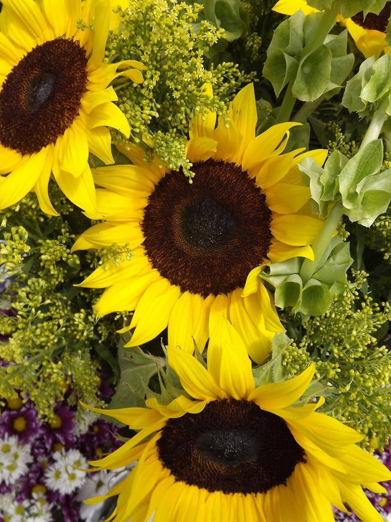 SUNFLOWER 'BIG SMILE' Helianthus Annuus, 25 Seeds flower spore