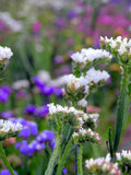 STATICE WHITE Limonium sinuatum Cut-Flower Dried Arrangement, 20 Seeds flower spore