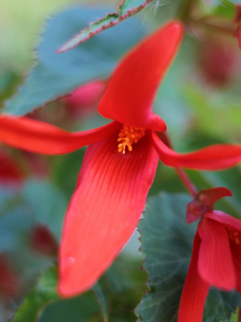 GROOVY RED BEGONIA Tuberous boliviensis, 5 Seeds flower spore