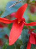 GROOVY RED BEGONIA Tuberous boliviensis, 5 Seeds flower spore