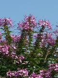 SPIDER FLOWER 'Sparkler Lavender' Cleome, 10 seeds flower spore
