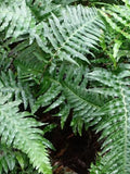 CHILEAN HARD FERN Blechnum Chilense Cordatum Parablechnum, 20 Seeds Spores flower spore