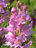 SNAPDRAGON LAVENDER POTOMAC Antirrhinum Majus, 25 Seeds flower spore