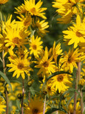 GIANT MAXIMILLAN'S SUNFLOWER Perennial Huge 10' Tall Sun Flower Helianthus Maximiliani, 30 Seeds flower spore