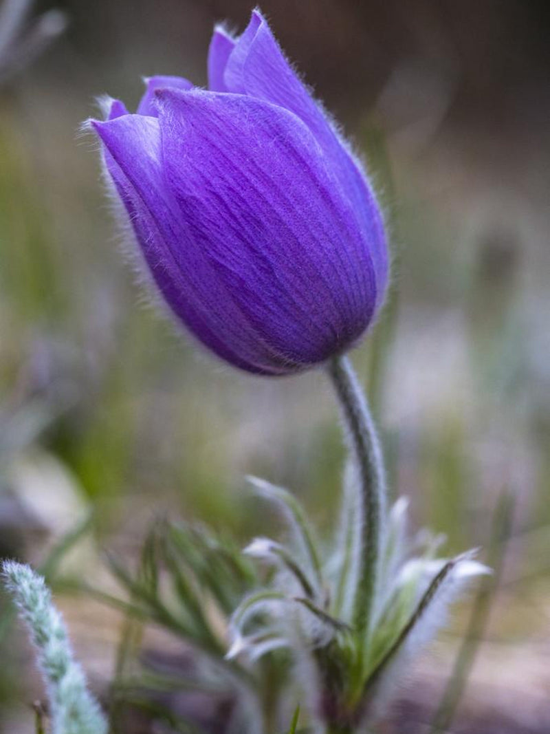PASQUE FLOWER CUTLEAF Anemone Pulsatilla patens Hardy Perennial Blue Purple Flower, 25 Seeds flower spore