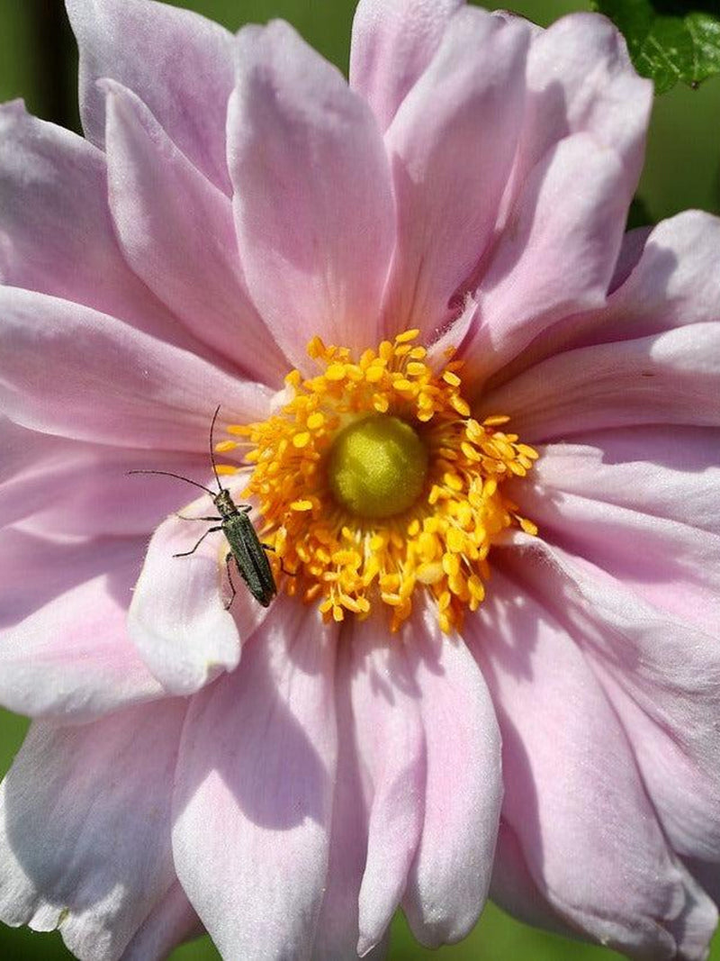 Double Pink ANEMONE PAMINA Japanese Perennial, 25 Seeds flower spore