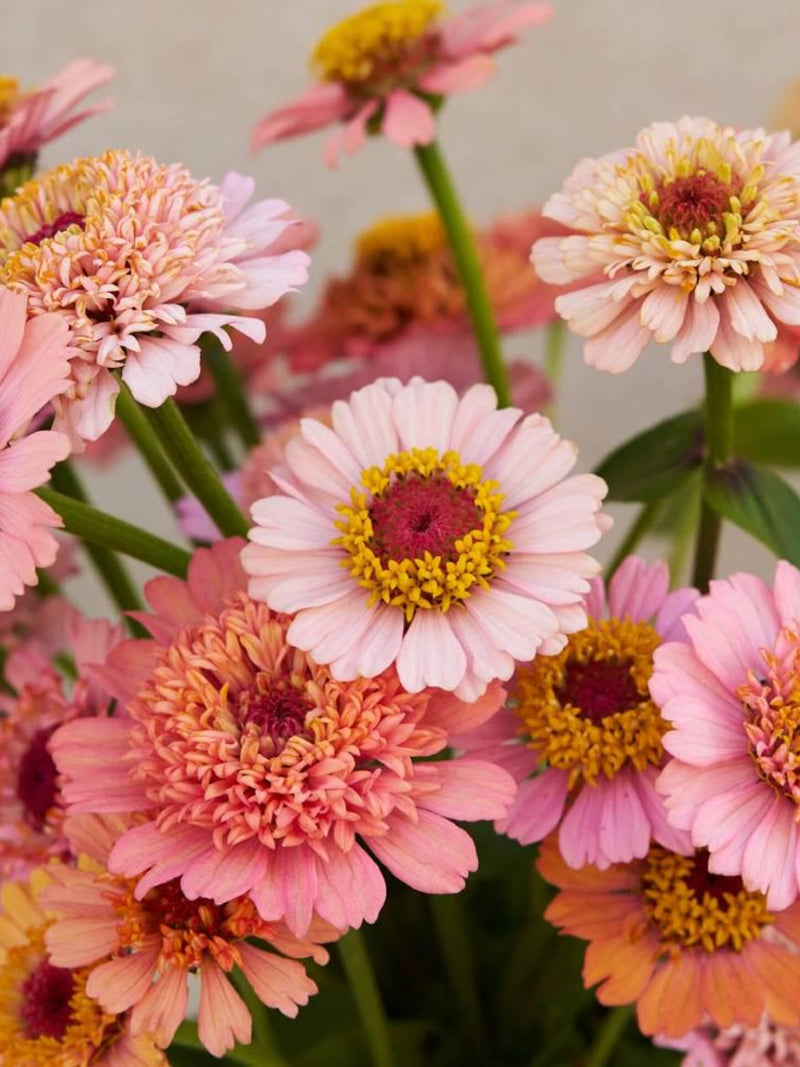 25+ Zinnia Cresto Peachy Pink Seeds /  Zinnia elegans / Cottage Garden Flower / English Garden / (GM4) F flower seeds