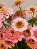 25+ Zinnia Cresto Peachy Pink Seeds /  Zinnia elegans / Cottage Garden Flower / English Garden / (GM4) F flower seeds