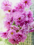Fizzy Pink Cosmos Seeds - Pleated Petal, Cottage Garden, 30 Seeds flower seeds