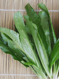 Culantro Seeds (1500+), Mexican Recao, Non-GMO seeds bulk