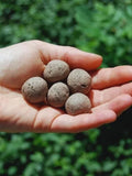 Bush Tucker Mix Seed Boms (12 Pack) flower spore