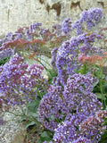 SEA LAVENDER Limonium perezii 'Atlantis Blue Smoke' Dry Dried Flower, 20 Seeds flower spore