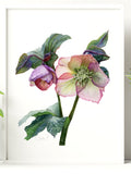 Hellebore Flower Watercolor Art Print | Lenten Rose Botanical Painting flower spore