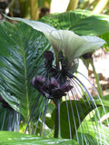 WHITE BAT PLANT Cats Whiskers Head Tacca Intergrifolia Nivea Rare, 5 Seeds flower spore