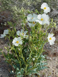 PRICKLY WIDE HORN Poppy Argemone platyceras, 25 seeds flower spore