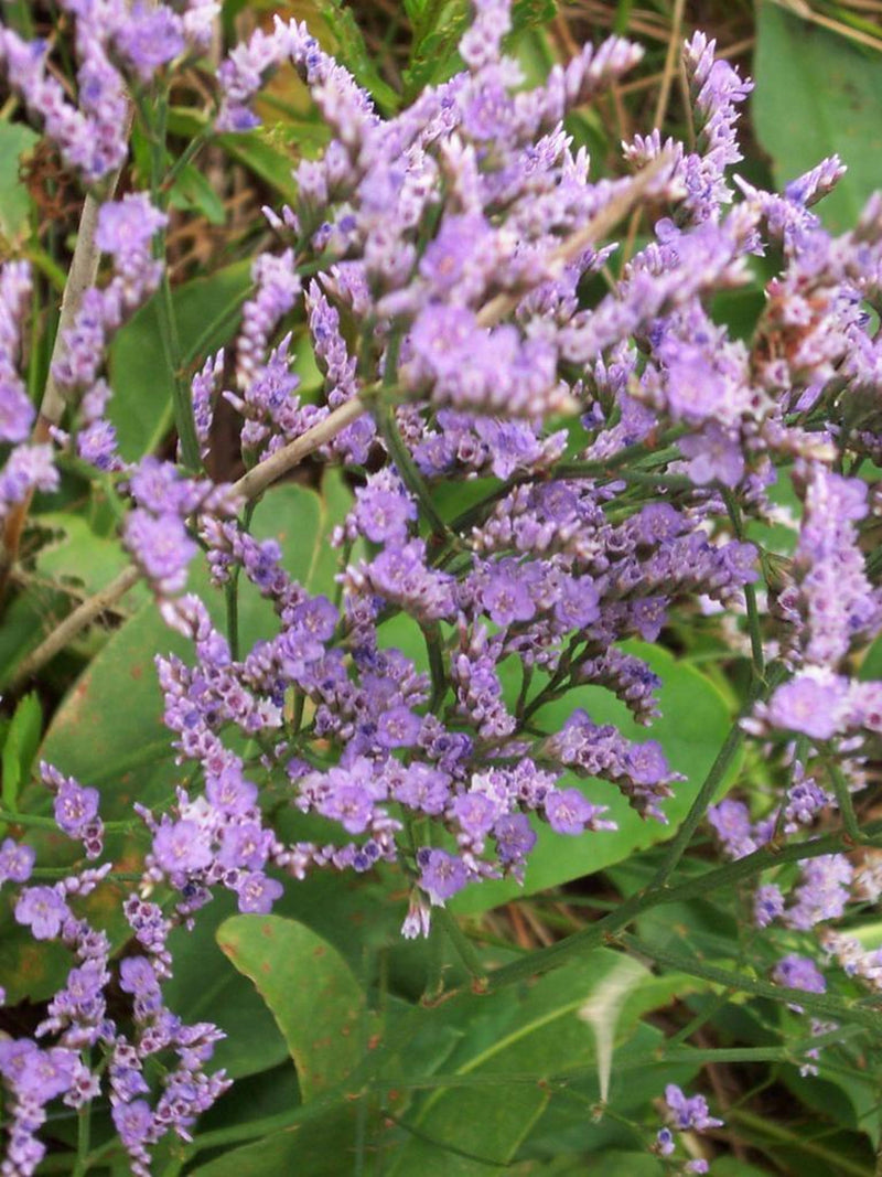 SIBERIAN STATICE Limonium Gmelinii Hungaricum Hardy Perennial, 75 Seeds flower spore