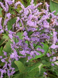 SIBERIAN STATICE Limonium Gmelinii Hungaricum Hardy Perennial, 75 Seeds flower spore