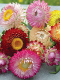 50+ Helichrysum Bractiatum - Swiss Giant Mix Strawflower Seeds /  Cottage Garden Flower / Cut Flower Garden / Died flowers / (GM10) F flower seeds