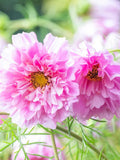 Double dutch Pink Cosmos Seeds, Cosmos bipinnatus, Cottage Garden, English Garden, Pleated Petal Cosmos, 30 Seeds seeds bulk