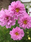 Double Dutch Pink Cosmos Seeds, Cottage Garden, 30 Seeds flower spore