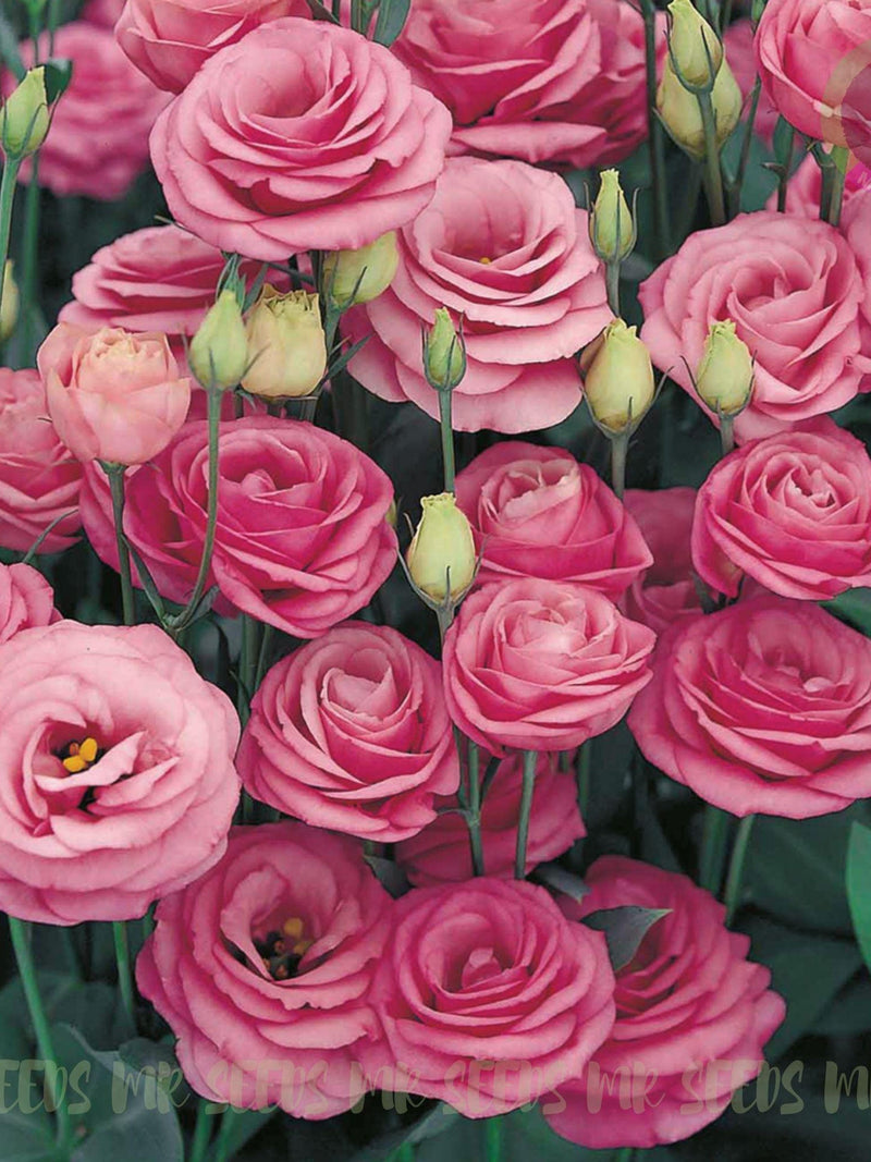 100 Seeds Pink Eustoma Seeds | Non GMO | flower seeds