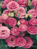 100 Seeds Pink Eustoma Seeds | Non GMO | flower seeds