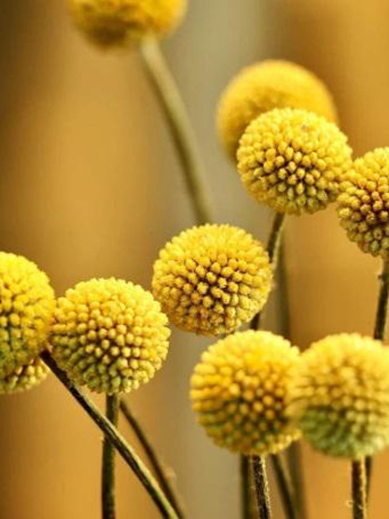 40 seeds Craspedia Globosa Billy Button Flower / Excellent for Cut Flower / Drumstick Flower / Sun Balls flower spore