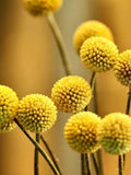 40 seeds Craspedia Globosa Billy Button Flower / Excellent for Cut Flower / Drumstick Flower / Sun Balls flower spore