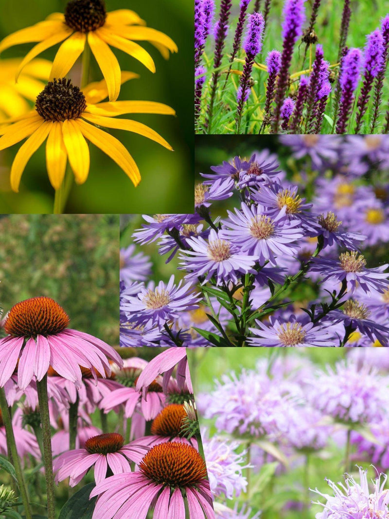 Zone 3 Pollinator Seed 5 Pack Canada-Grown Perennial Wildflowers Ð Bee & Butterfly Garden Seeds Ð Cold Climate Flowers flower seeds